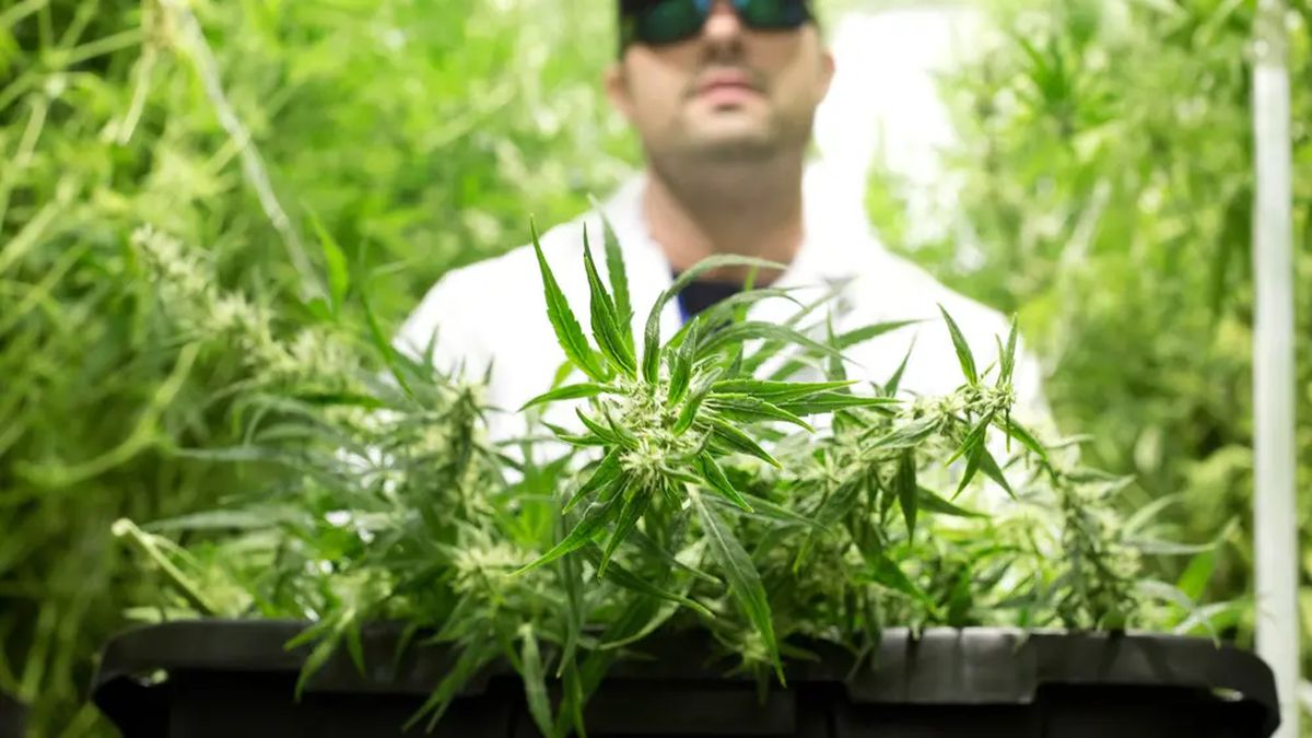 Michael Rubin, Director at Compassionate Cultivation, a home-grown medical cannabis company...