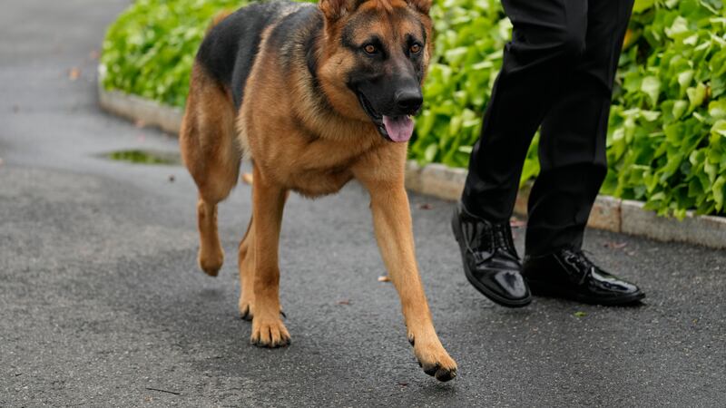 FILE - President Joe Biden's dog Commander, a German shepherd, is walked outside the West Wing...