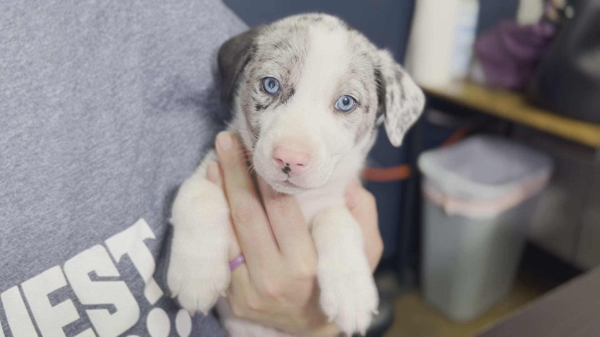 May 20th is National Rescue Dog Day - Vimarsana News